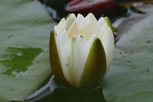 close water lily blossom