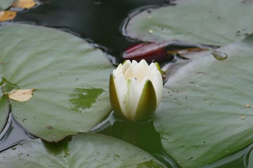 close water lily blossom