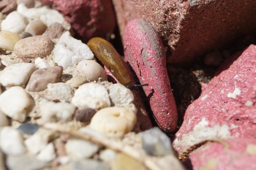 close snail stones