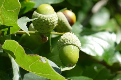 close acorn fruit