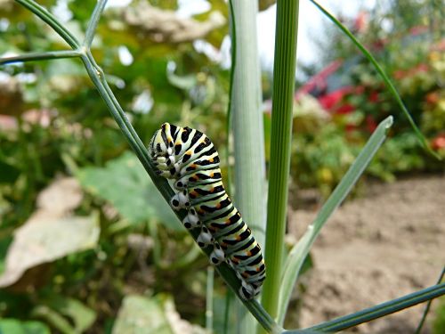 close caterpillar dill
