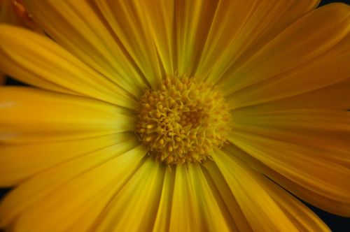 close stamens flower