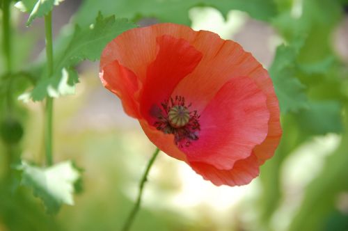 close flower poppy