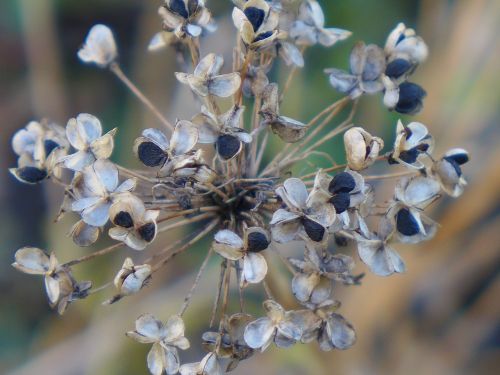 close plant seeds