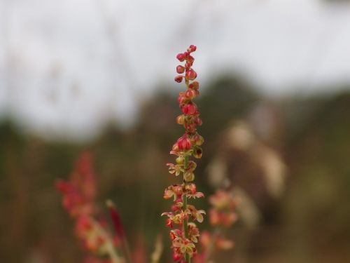 close macro photography nature