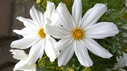 close flower daisies