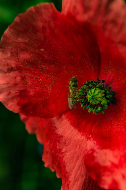 close insect blossom