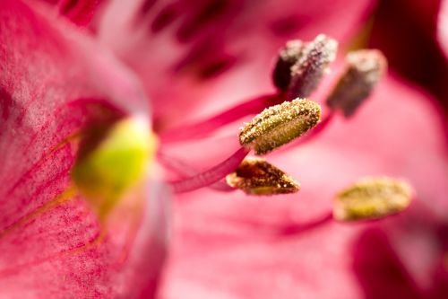 close macro blossom