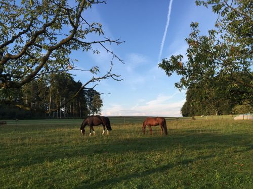 close horses landscape