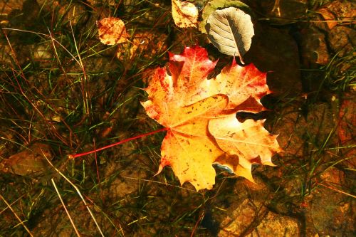 close fall leaves maple leaf