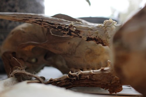 close up  bone  skeleton