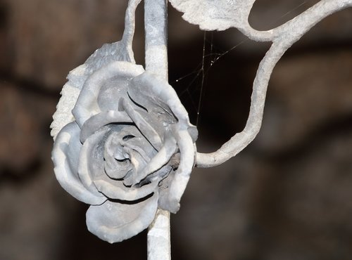 close up  flower  rose