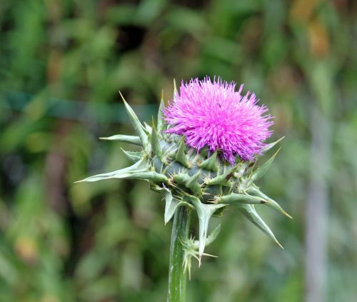 close plant flower