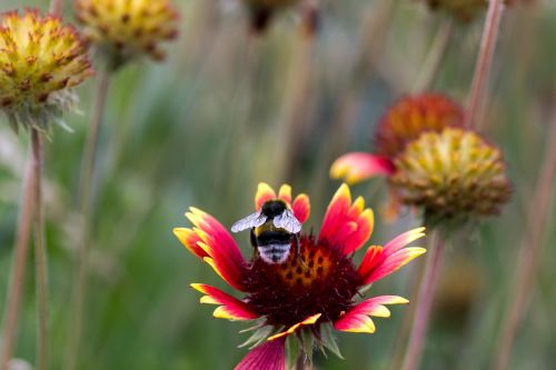 close hummel flower