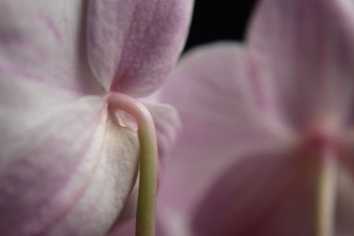 close orchid stalk