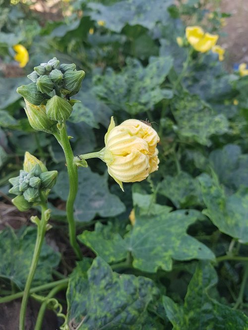 close flower  yellow close flower  vegetable flower