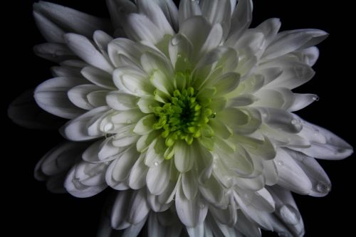 close up macro flower