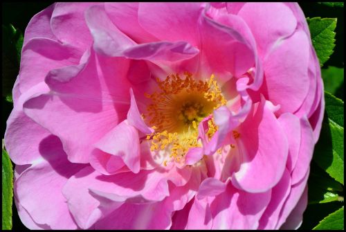 close-up rose wild rose