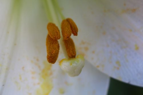 flower nectar petal