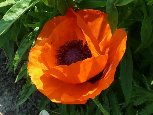 close-up flower orange