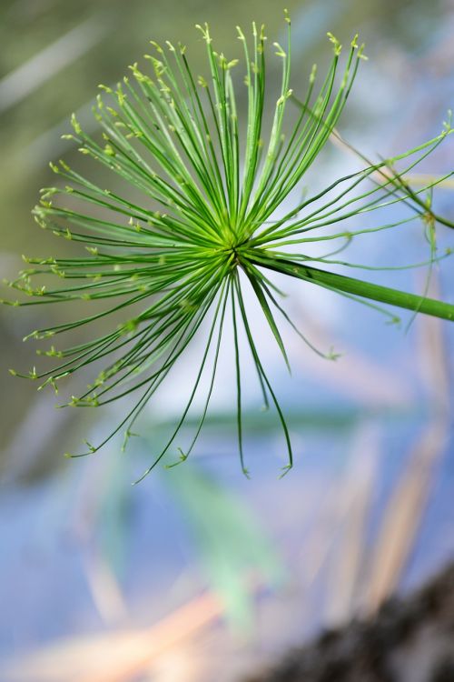 close-up macro green flower