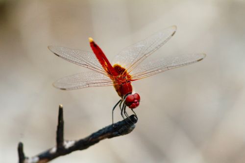 close-up dragonfly insect