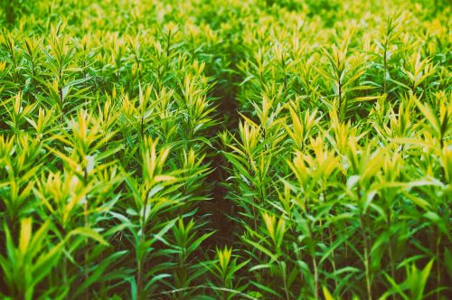 close-up grass green