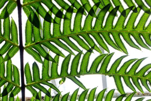 close-up leaves nature