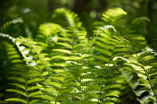 close-up leaves nature