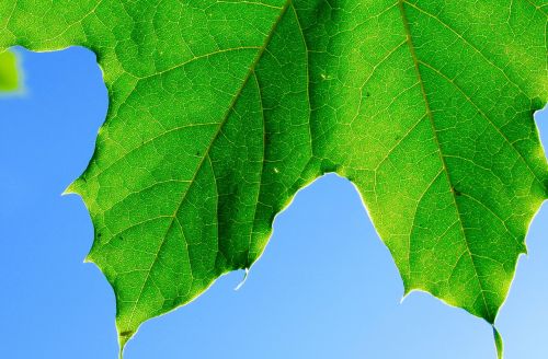 close-up leaf nature