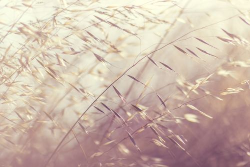 close-up depth of field grass