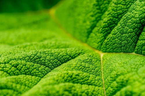 close-up green leaf