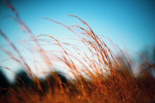 close-up field grass