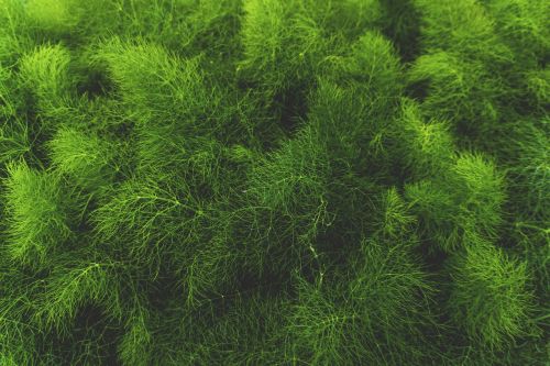 close-up green leaves