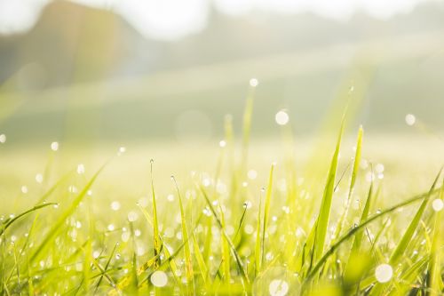 close-up dew grass