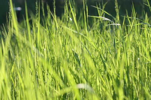 close-up field grass