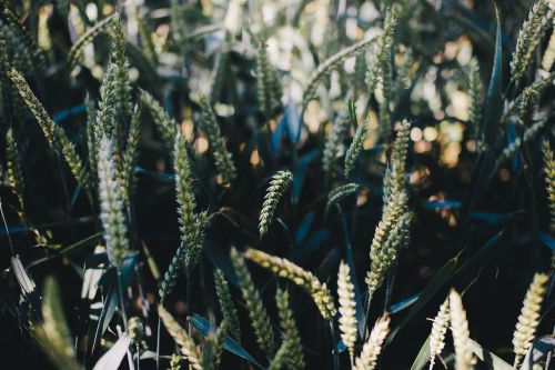 close-up field grass