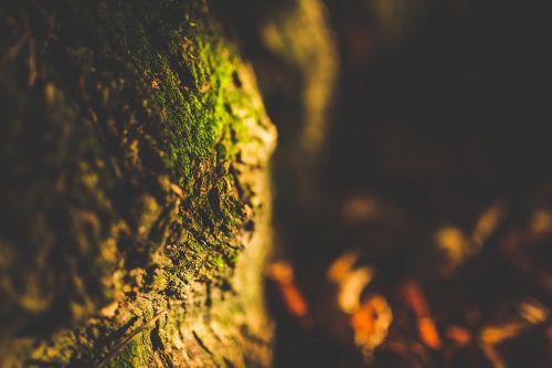 close-up depth of field moss