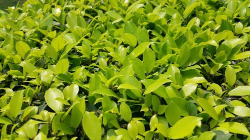 close-up green leaves