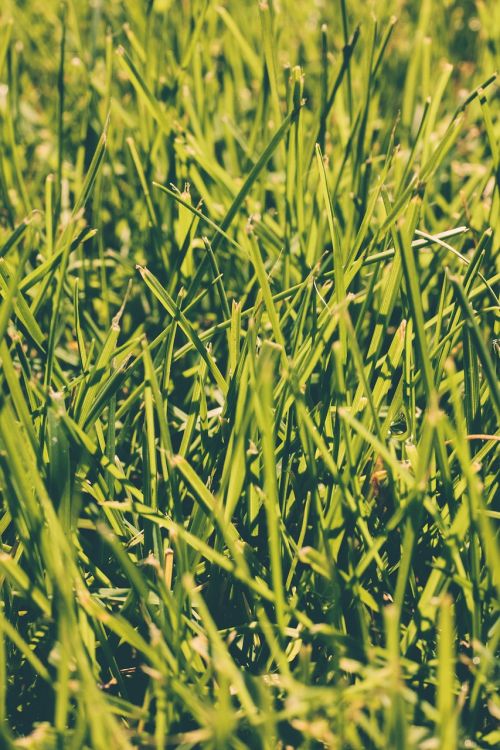 close-up field grass