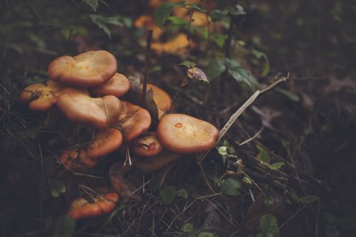 close-up fungi mushrooms