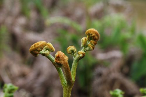 close-up wild plant wild