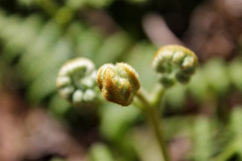 close-up wild plant plant