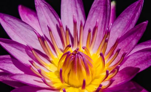 close up close up of water lily pretty purple water lily