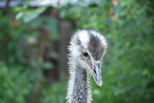 close-up head the ostrich