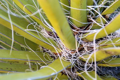 close up green plant