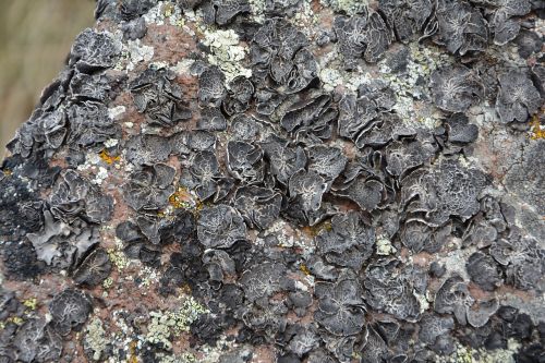 close-up macro lichen rock