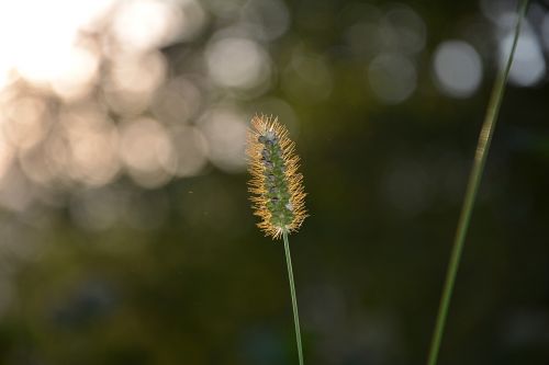 close-up macro greens