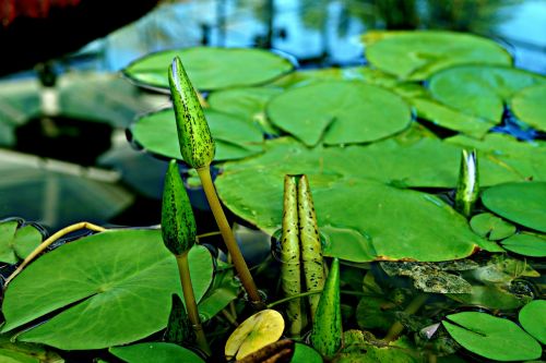 close-up young shoots baby giant water lily