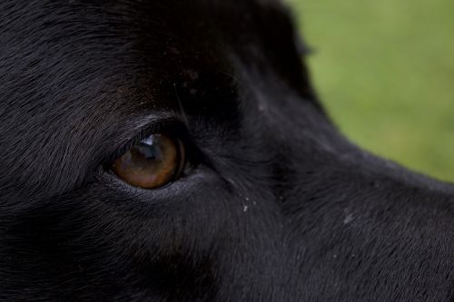 close up dog eye